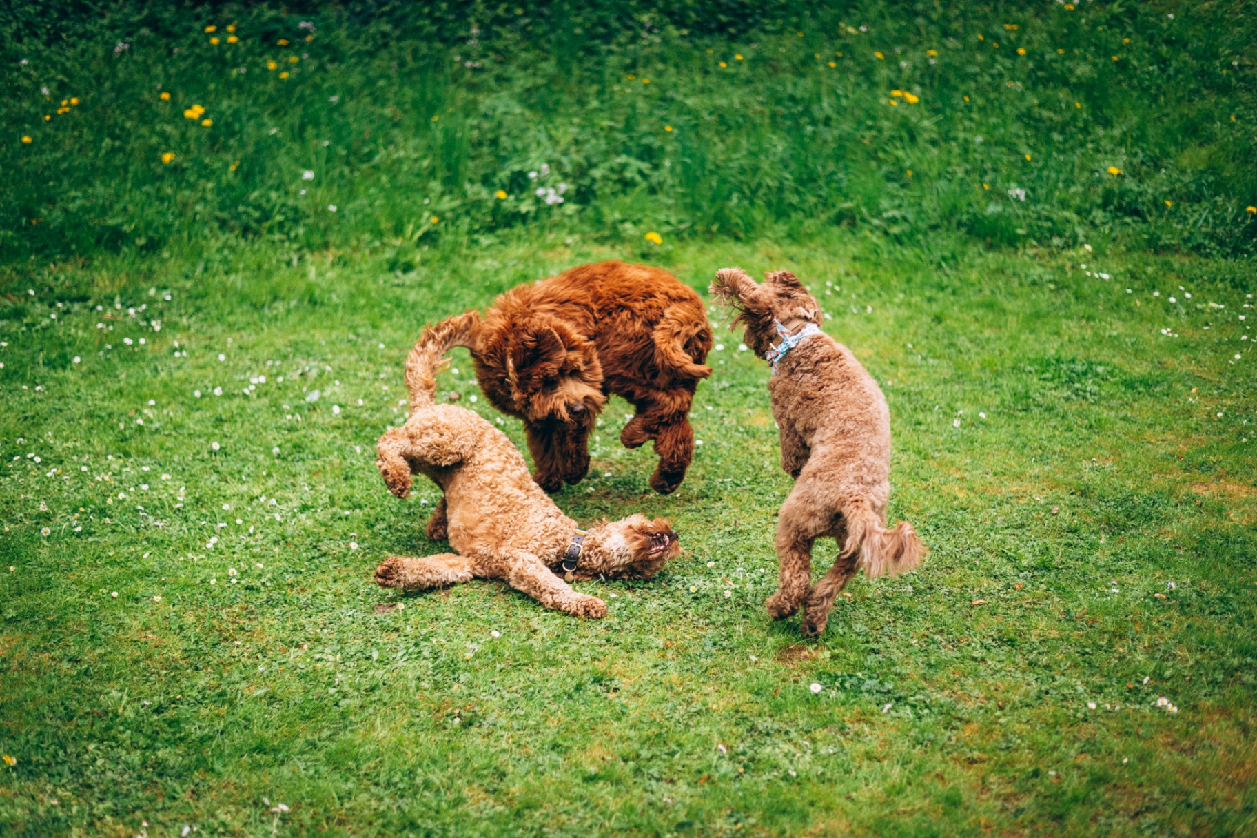 Three dogs playing in the grass